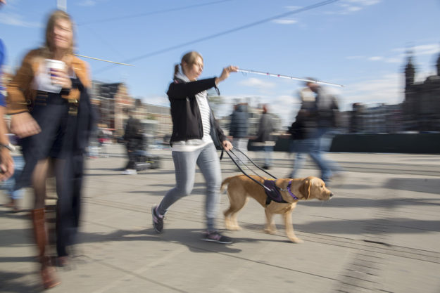 tuig van geleidehond KNGF