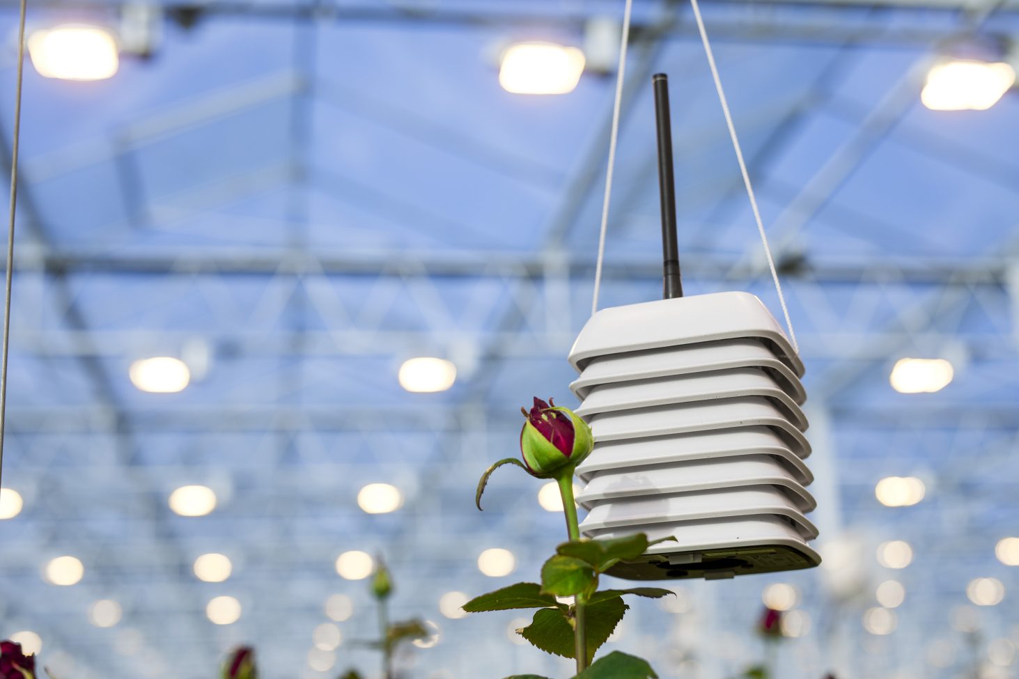 Product fotografie op locatie van de Sense2grow sensor voor de tuinbouw